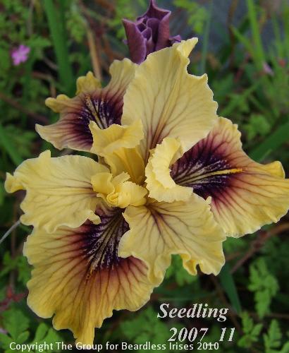 pci seedling 2007_11